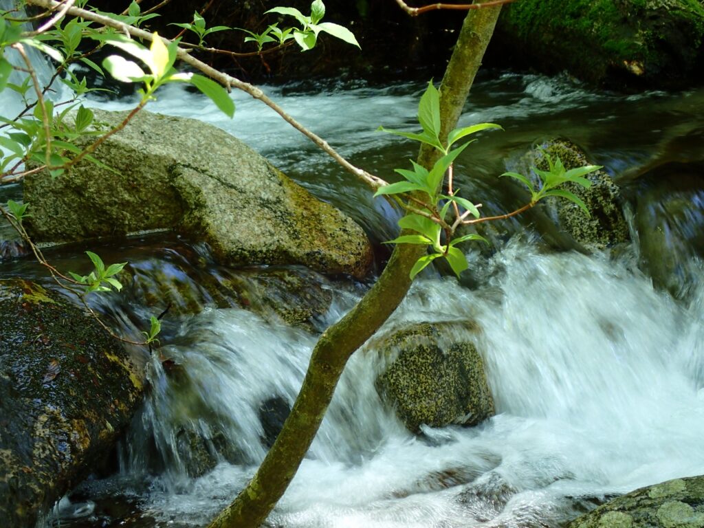 水心苑