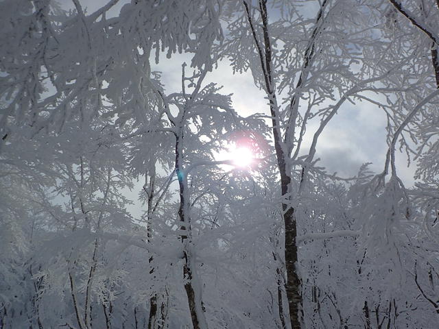 樹氷の写真