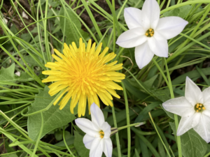 flower of spring